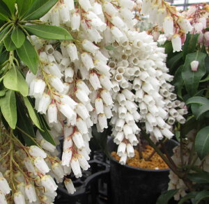 AZr@XJ[bgIn@ԑց@4.5@c(c14)