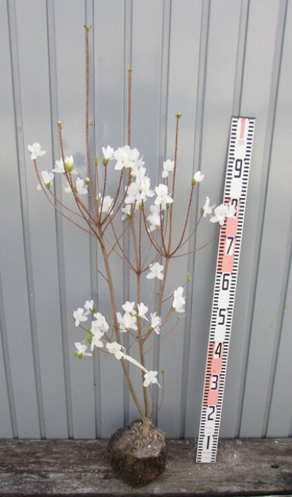 楽天市場】ミツバツツジ 白花 苗木 70cm : 千草園芸