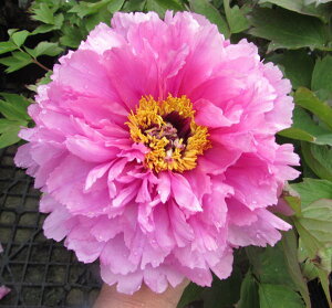 {^(O)@c؁@z㎂qiG`SWVj7