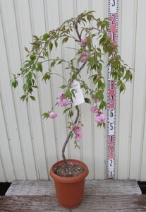 キクシダレザクラ（菊枝垂れ桜）　苗木　8号鉢植え（k09）