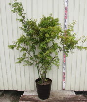 楽天市場】イロハモミジ 鉢植え（種類（植物）イロハモミジ）（植木 