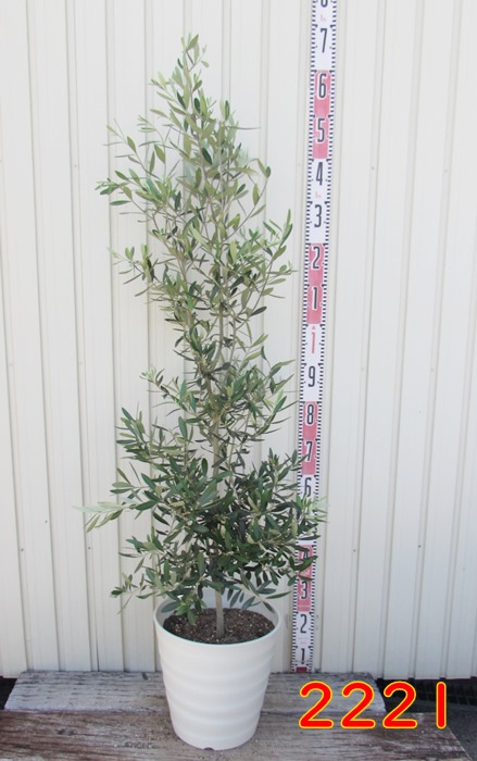 オリーブの木　シプレシーノ　苗木　10号フレグラー鉢植え