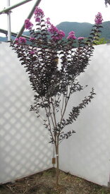 【現品】サルスベリ　ブラックリーフダイヤモンド　ピュアリーパープル(紫花)　樹高1.9m　特大　苗木　413