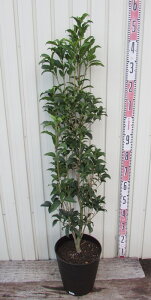 LNZCi؍ҁjc؁@9tO[Ay_[NuEz