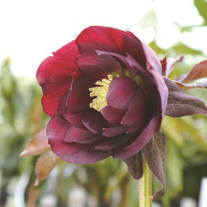 NX}X[Y@V[Y@OiJ{^j@4cy_u炫@p[vnz