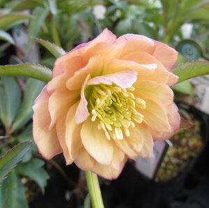 ~ṼNX}X[Y @񂸏f(AYR})@3c@d炫yAvRbgnz