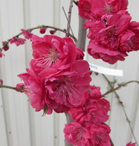 yizV_niiԓjԉԁ@(QyCV_)@@c؁@ 1.1m