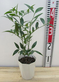 ナギノキ（梛の木）4号鉢植え　苗木(h36)