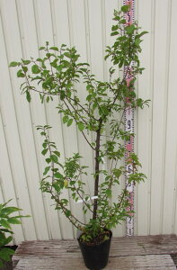 yiL405zJVE̖؁@IW@7@c