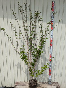 IIf}iro[ij@ԁ@@劔@c؁@1.7m