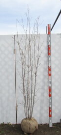 【現品】ヤマボウシ(山法師) 　白花　株立ち　苗木　樹高1.9m　E709
