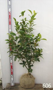 yIׂ錻izցicoLjiVREjc 1m@F