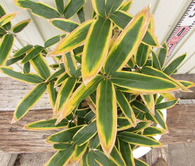 クマザサ（隈笹）　5号苗(f04)