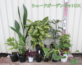 日陰で育つ植物　シェードガーデンセットDX【植物11苗/園芸肥料付き】