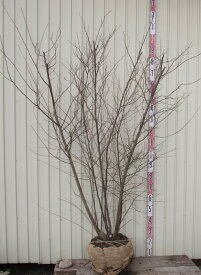 【現品】エゴノキ 株立ち　白花　特大　樹高1.6m　102423　シンボルツリー　人気のエゴの木