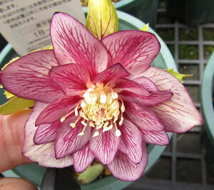 NX}X[Y c@_u炫(d炫)@S[hlIVF[h@(oCJ[)@3c