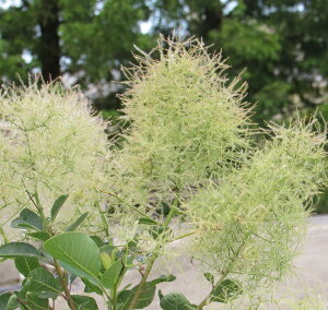 yi/A651zX[Nc[ @O[{[@c؁@1.5m@