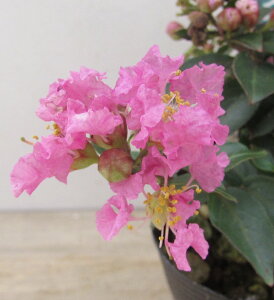 ␫TXx@sNT}[@3@c(c12)