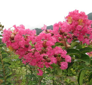 yizTXxiSgjԉԁ@@@1.7m@G638