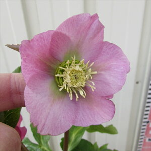 NX}X[Y@JԌ݊@c @VO炫@sN@4|bgc