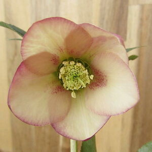 NX}X[Y@JԌ݊@c @VO炫@AvRbg@4|bgc