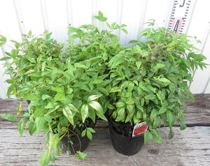 V@(I^tNie) c 5 5Zbg