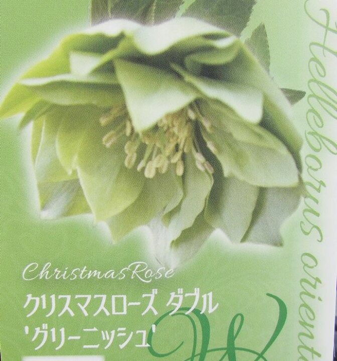 楽天市場】クリスマスローズ ダブル咲き グリーニッシュ(グリーン) 3号 
