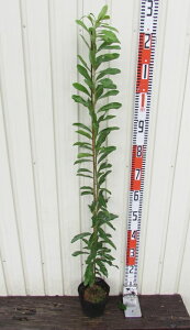 R(}) @XiO`j 6@c(d13)