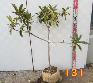 yIׂ錻izf̖؁itCrj@c(ږؕc) @70cm`yMz