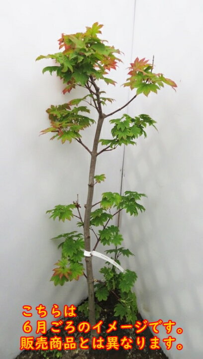 楽天市場】【現品】アオイタヤカエデ（青板屋） 苗木 樹高70cm K255 