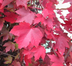 xjJGf@AJnimL uf[C@c؁@6