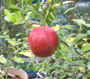 yiT358ztBK[C@I[XgAubhC@ڂؕc@c؁@1.2m@8 (h18)