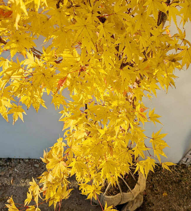 楽天市場】サンゴカクモミジ(珊瑚閣紅葉) 苗木 樹高1.1m～《シンボル