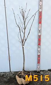 yIׂ錻izCbN@~ZXGh[hn[fBO @c؁@1.1m` yMzyt㔭z