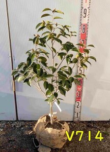 yIׂ錻izցicoLjiWbRE@ʖFgqAgg)@c؁@60cm`