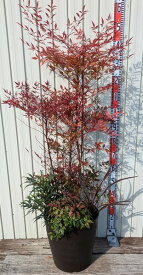 南天と低木の寄せ植え　12号鉢植え【ナンテン 赤南天　マホニアコンフューサ　オタフクナンテン　レッドスター】