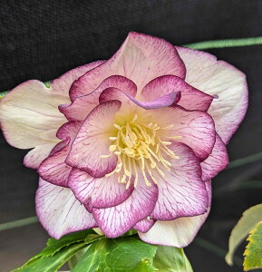 yizNX}X[Y _u炫@S[hI[An@oCJ[@5@2411rryBeF25N1111A25N412z