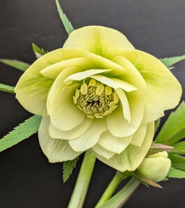 yizNX}X[Y EB^[VtHj[@_u炫@CG[n@6A@2454yBeF25N412z