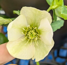 【現品】クリスマスローズ 　シングル咲き　ホワイト/クリーム系　5号　2458rb【撮影日：25年11月11日】