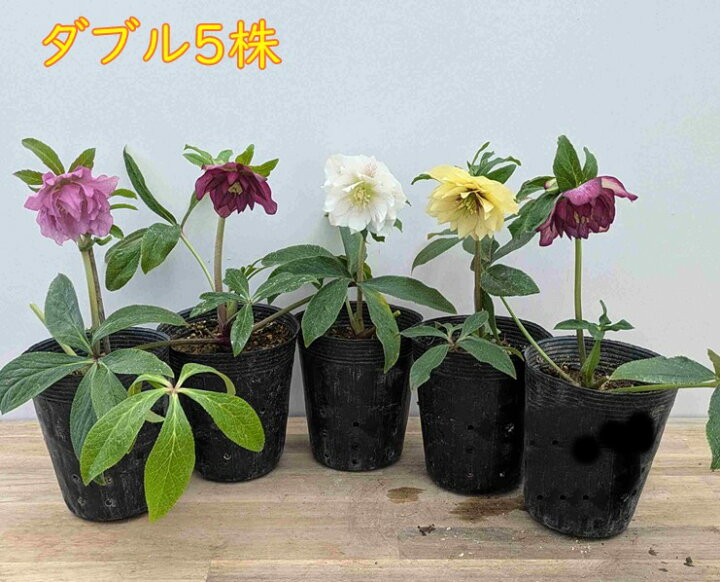 楽天市場】【開花終わり】クリスマスローズ 実生苗 八重咲き(ダブル 