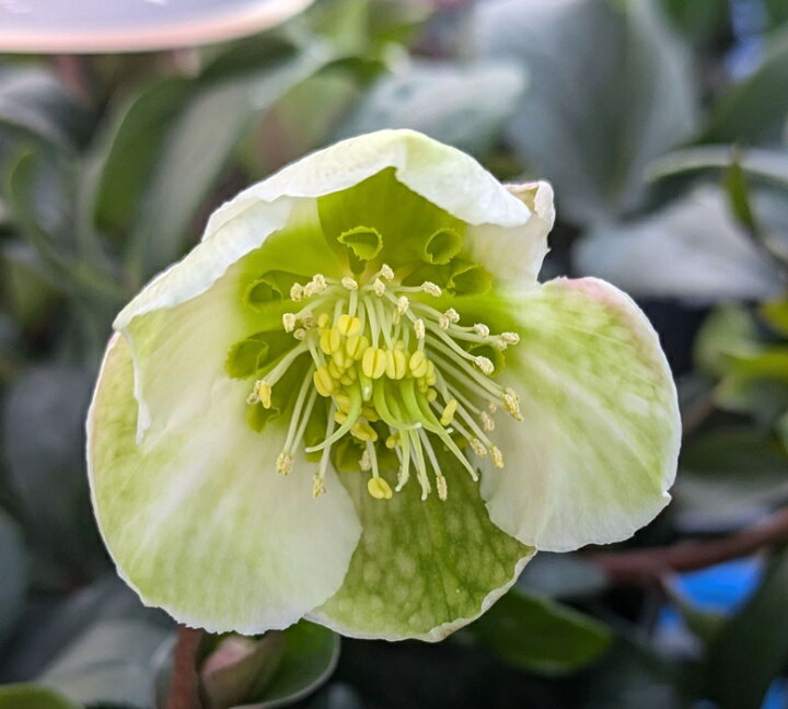 楽天市場】【開花終わり】クリスマスローズ ウィンターベル  