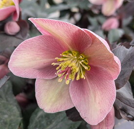 クリスマスローズ　ニゲル　HGC ピンクフロスト　5号鉢植え 【シングル咲き　一重咲き　ピンク系　原種系】