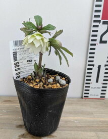 ミヨシのクリスマスローズ　プチドール　沙羅(サラ)　　3.5号苗　小輪多花性八重咲き　(ホワイト系)