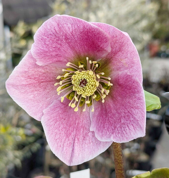 楽天市場】【開花終わり】クリスマスローズ 雪の妖精 リバ 5号  