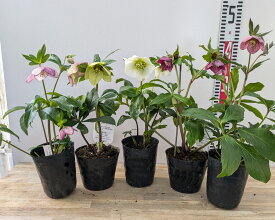 クリスマスローズ　開花見込み株　一重咲き(シングル咲き)　5号　「5株セット」【花色おまかせ】