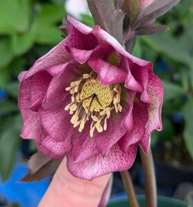 【現品】クリスマスローズ  ダブル咲き レッド/パープル系 バイカラー 5号スリット鉢植え A157【撮影日:25年3月12日】