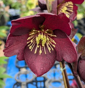 【現品/R013】クリスマスローズ 氷の薔薇(コオリノバラ) メルロー 7号セラアート鉢植え【一重咲き シングル咲き レッド系】【撮影日:25年3月19日】