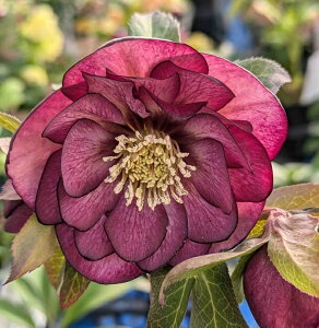 ~ṼNX}X[Y@GKXO[v@3c@d炫@ibh/p[vnj