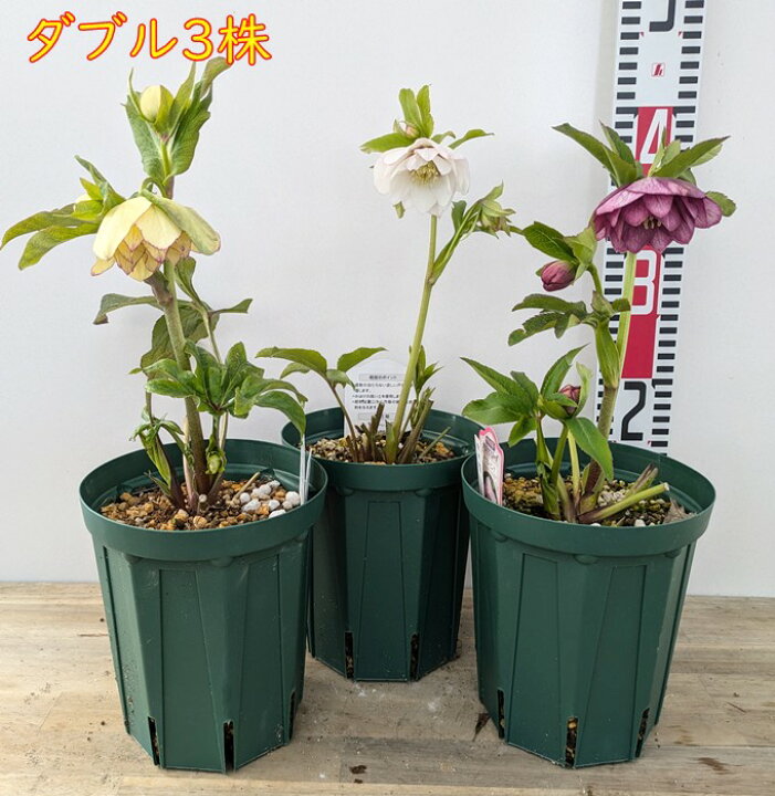 楽天市場】クリスマスローズ 開花株 八重咲き(ダブル) 5号スリット 