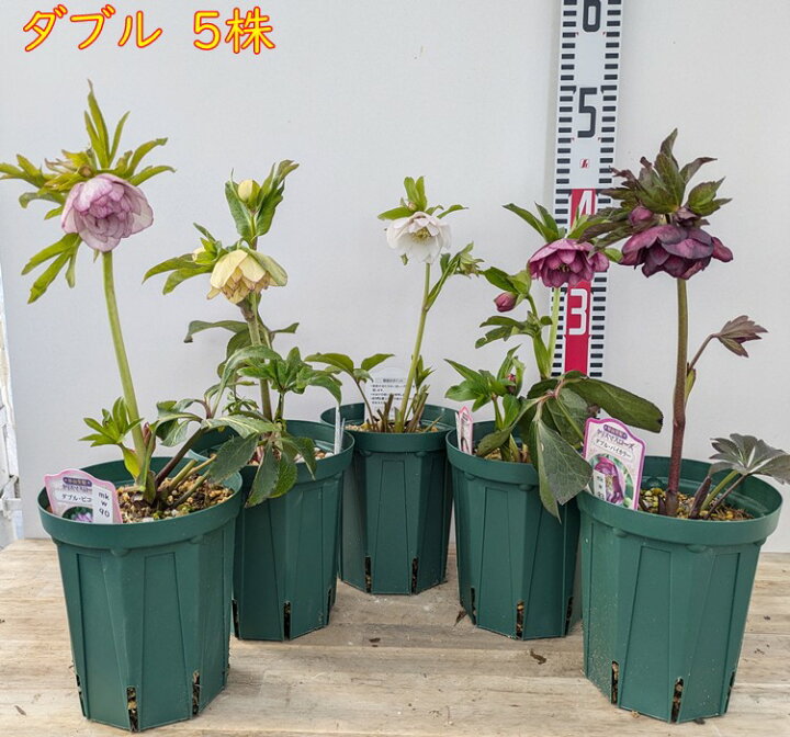 楽天市場】【花終わり】クリスマスローズ ダブル咲き 5号スリット 